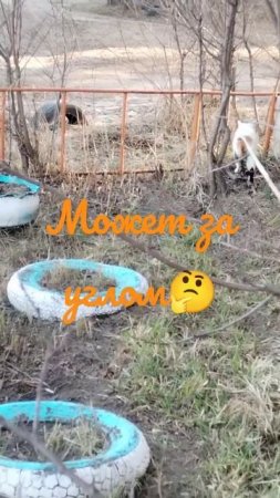 Мурзик и Вербное воскресенье.