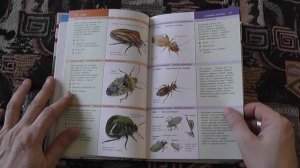 "Насекомые России" (И.А.Гомыронов, В.А.Полевод, 2019)