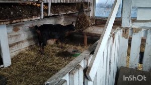 деревенский блог, Сибирь, Алтай