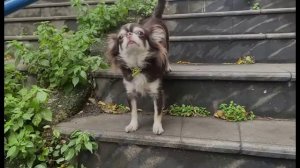 У ЮМИ ПОЛУЧИЛОСЬ НАЙТИ ПРОПАВШЕГО ПАРНЯ КИСЫ АЛИСЫ?!👀🐾