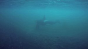 Freediving with Orcas Tromsø, Norway