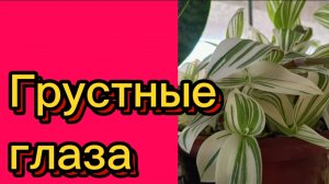 ДЕРЕВЕНСКИЙ ДНЕВНИК. "КУКУШКА"