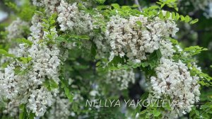 Белая акация (Robinia pseudoacacia) фото, описание.