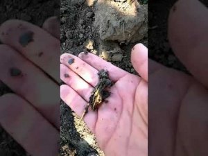 Находка из дорожной траншеи.