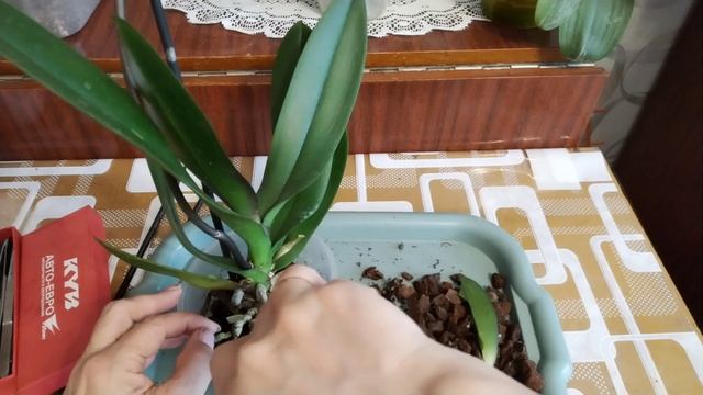 Две причины забрать орхидею домой 😉