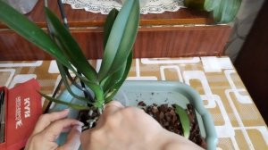 Две причины забрать орхидею домой 😉