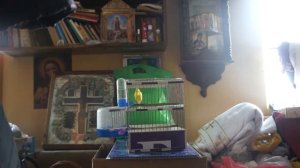 канарейки на бубенцах, игра овсянок / февраль 2018