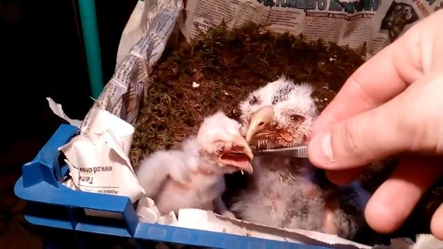 Беспокоящимся о сытости малыша.