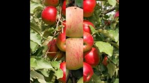 Любовь Волкова "Яблоня"