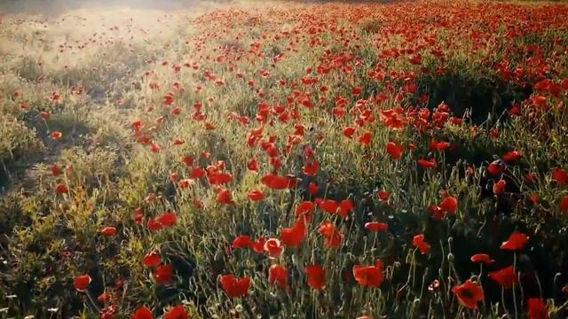 full of poppy flowers in poppy field смотреть онлайн