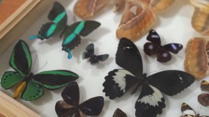 Что делать, если дома завелись бабочки?