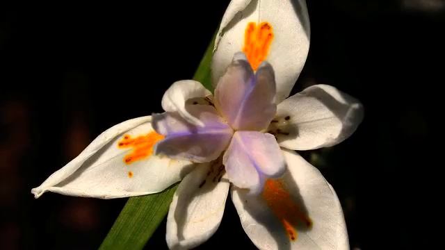 Лучшие русские песни с тв онлайн
