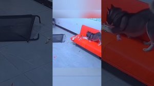 VID-20250408-WA0000.mp4