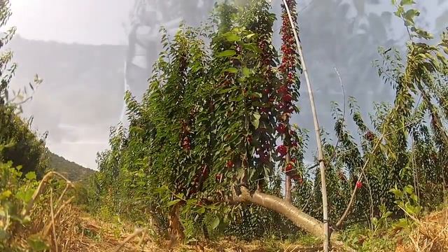 How it's made   Harvesting Papaya Banana Cherries Modern Agriculture Technology 2019 Farming