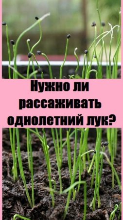 Почему я РАССАЖИВАЮ ОДНОЛЕТНИЙ ЛУК в отдельные стаканчики?