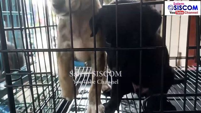 All Breed Dogs For Sales, Low Cost Puppies Rs.500, Pets Market, Tony Pet Shop in Salem, Tamil Vlog