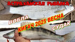 КИГАЧ ВЕСНА 2025г.