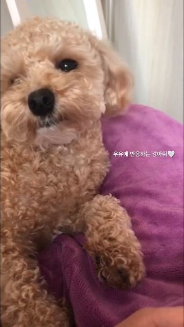 우유에 반응하는 강아지 #푸들 #푸들일상 #푸들강아지 #크림푸들