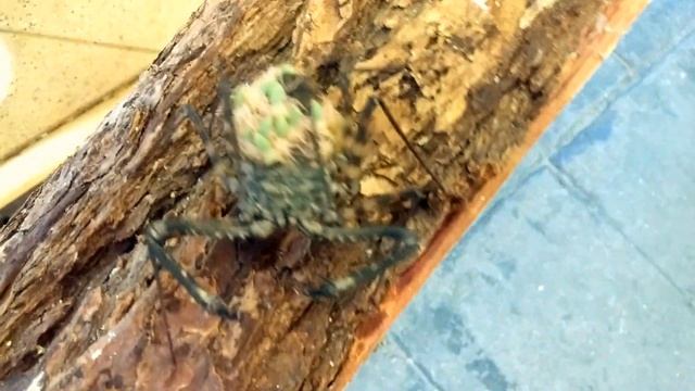 Baby Tanzanian Whipscorpions смотреть онлайн