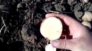 Картофель СУВЕНИР ЧЕРНИГОВСКИЙ