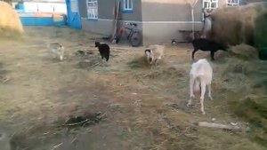 Кормушка для гусей