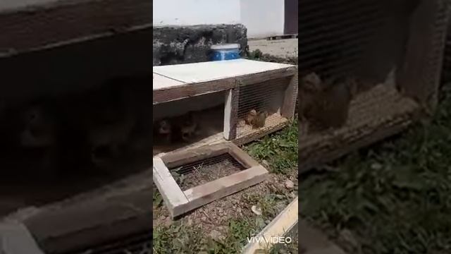 Балапандарды далаға шығардым, улкен тауықтарға шолу