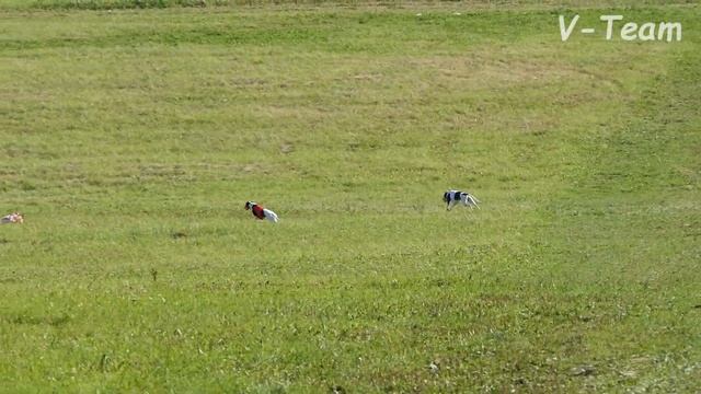 Уиппеты ISTORIYA LUBVI NIGEL FAST (К) - АДМИРАЛ ЕЁ ВЕЛИЧЕСТВА (Б). ЧРКФ CACL, Суханово 2019. смотреть онлайн