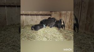 Щенки Банхара