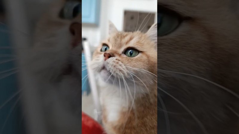 Кошачье мурлыканье исцеляет #мурлыканье #кошки #животные #cat #кот #коттоша  #золотаяшиншилла #cute