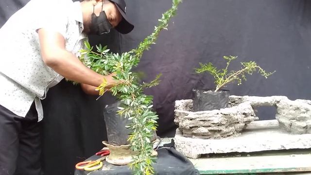 bonsai kaliandra gaya air terjun смотреть онлайн