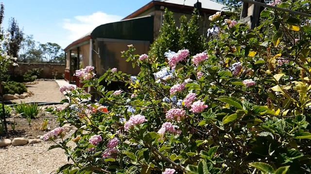 Autumn Butterflies смотреть онлайн
