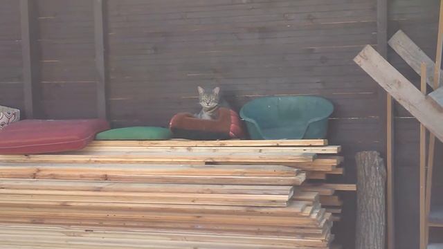 O tuo metu kačių voljere.. смотреть онлайн