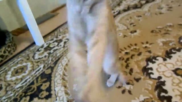 Рыжий кот боксирует бантик. смотреть онлайн