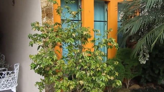 Árvores Frutíferas em vasos смотреть онлайн