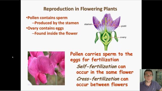 Mendelian Genetics (Part 6): Self & Cross Pollination, True Breeding, & Genetic Cross Template