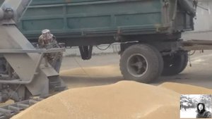 Будни  деревенщины,Работа на зернотоку