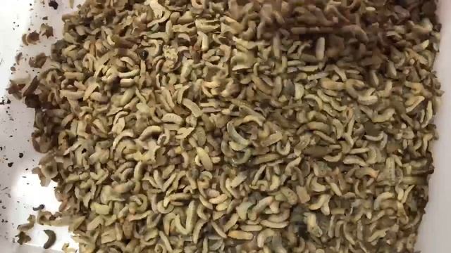 Видео СВ 0,9 с червяками, личинками-720p смотреть онлайн