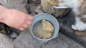 Кормим бройлеров творогом, кормом и кашей, утята и утки, корова,по хозяйству.