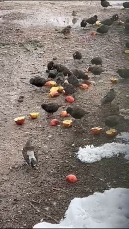 Кушают