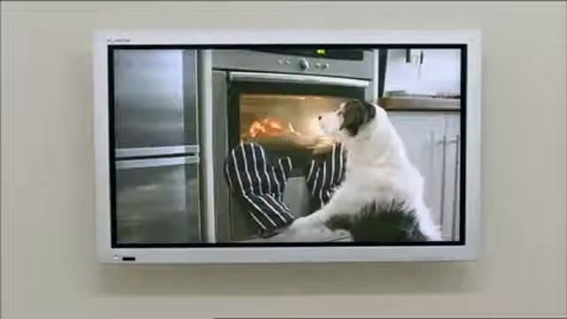 5 Собака на самом деле смотреть онлайн