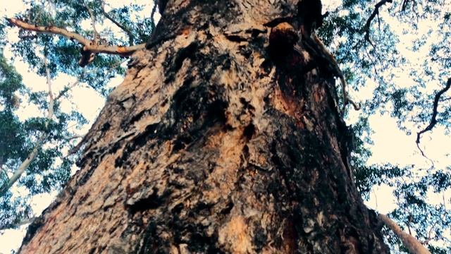 Pavasaris Australija смотреть онлайн