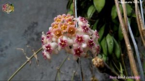 Hoya david cummingii @HoyaIndonesia Fazza Hoya 16.10.17