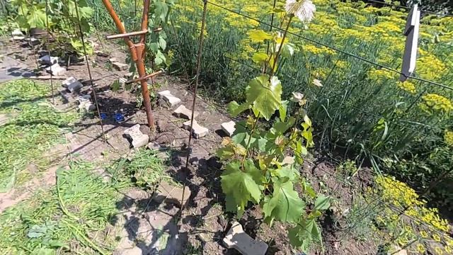 итоги опыления винограда 2020 год