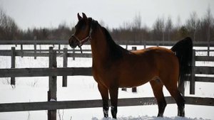 Арабский жеребец Эмеральд Терск.