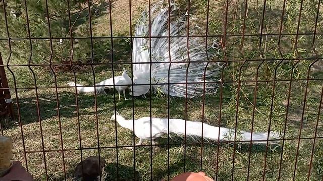 29 апреля 2023 г.