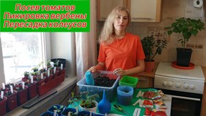 Посев томатов - это просто!!!
Пикируем вербену. Пересаживаем колеусы.