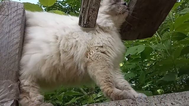 Кошечка - красотка. # 174. смотреть онлайн