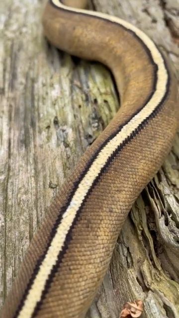 Python Snake 🙄🐍😳🐍 смотреть онлайн