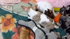 Утро в питомнике миниатюрных собак. Питомник Скарадомка.