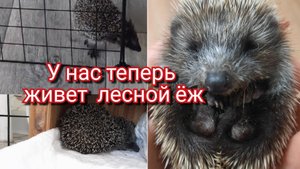 Лесной ёж в доме